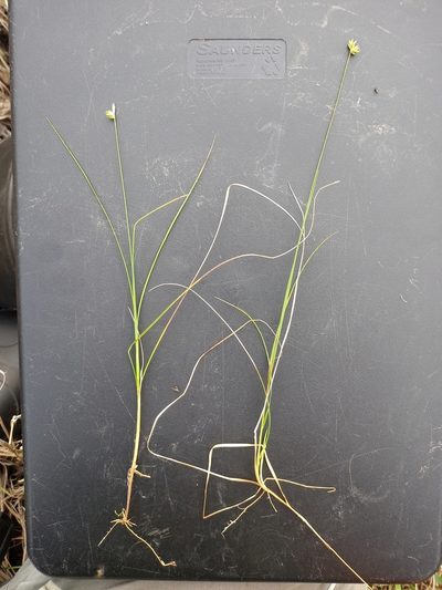 Carex tenuiflora, photographed by Reuven Martin