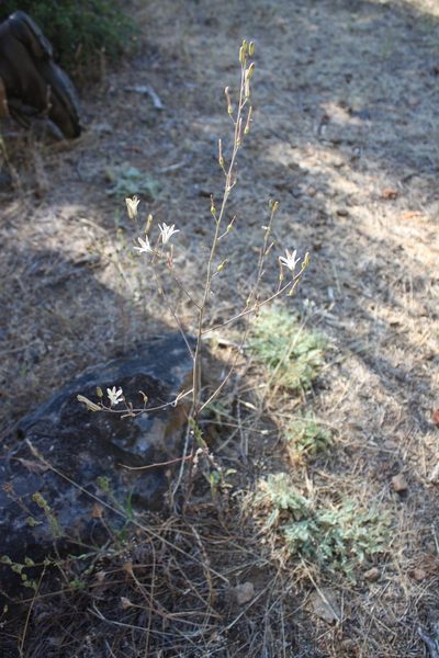 Chlorogalum angustifolium, photographed by Scott Loarie