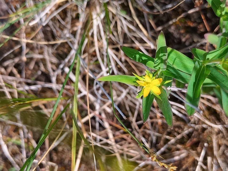 Hypericum majus, photographed by Reuven Martin
