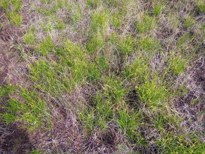 Carex cryptolepis, photographed by Reuven Martin