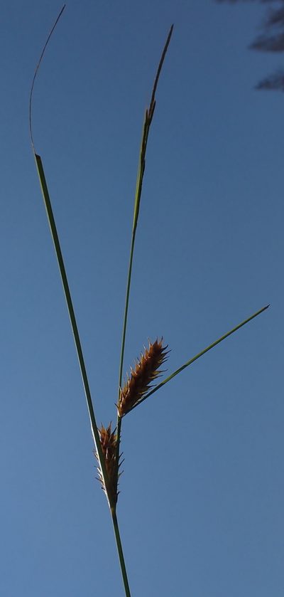 Carex exsiccata, photographed by Mike Palmer