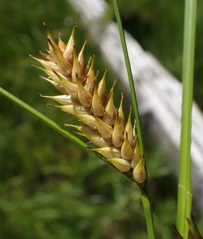 Carex exsiccata, photographed by Mike Palmer