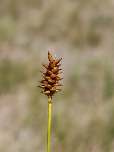 Carex exilis, photographed by Reuven Martin