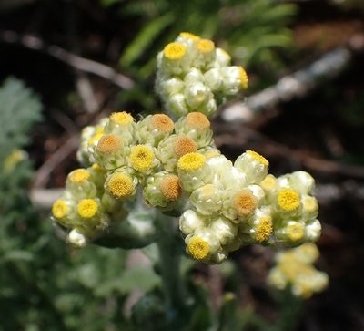 Pseudognaphalium stramineum, photographed by Mike Palmer