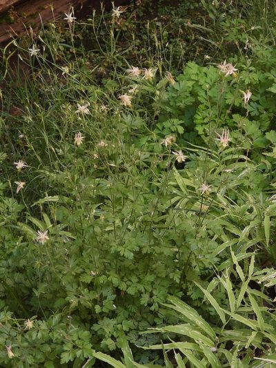 Aquilegia micrantha, photographed by P Holroyd