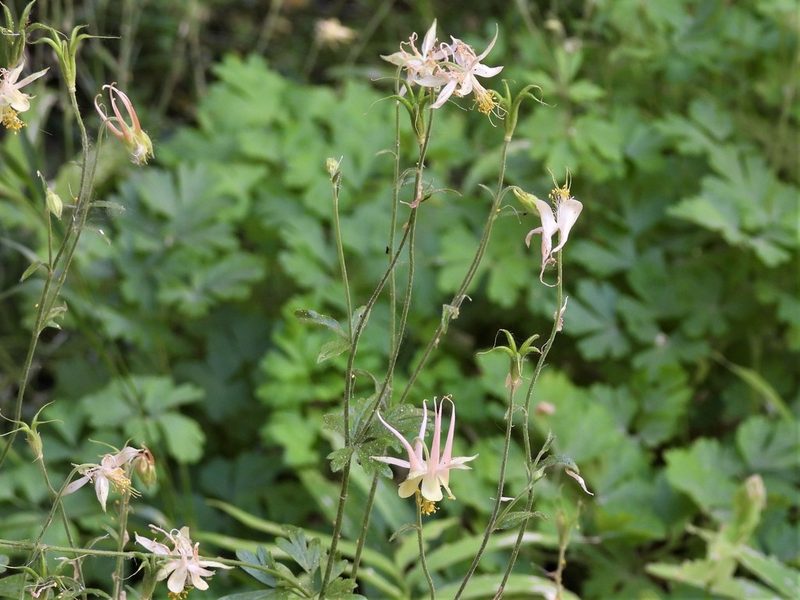 Aquilegia micrantha, photographed by P Holroyd