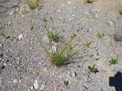 Carex adusta, photographed by Reuven Martin