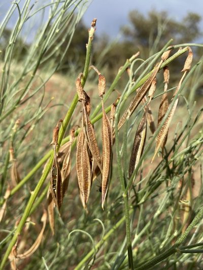 Astragalus lonchocarpus, photographed by Matt Berger