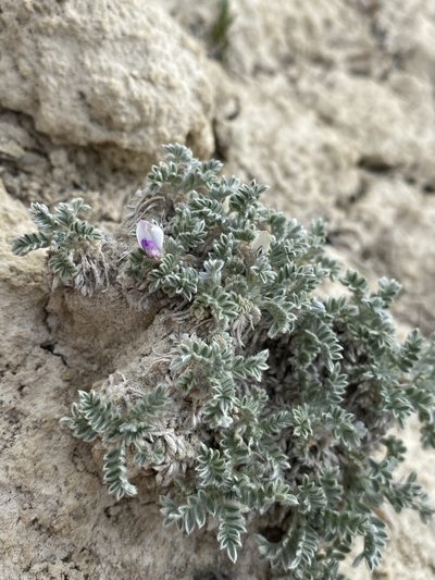 Oxytropis oreophila, photographed by Matt Berger