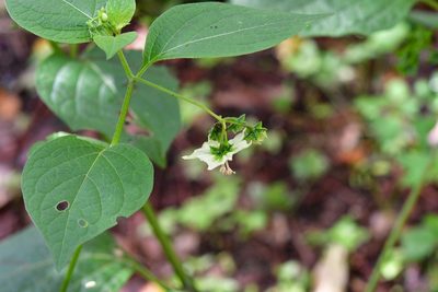 Jaltomata procumbens, photographed by Neptalí Ramírez Marcial