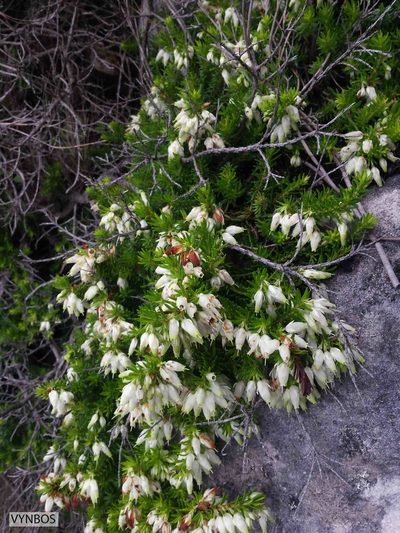 Erica sociorum, photographed by Chris Vynbos