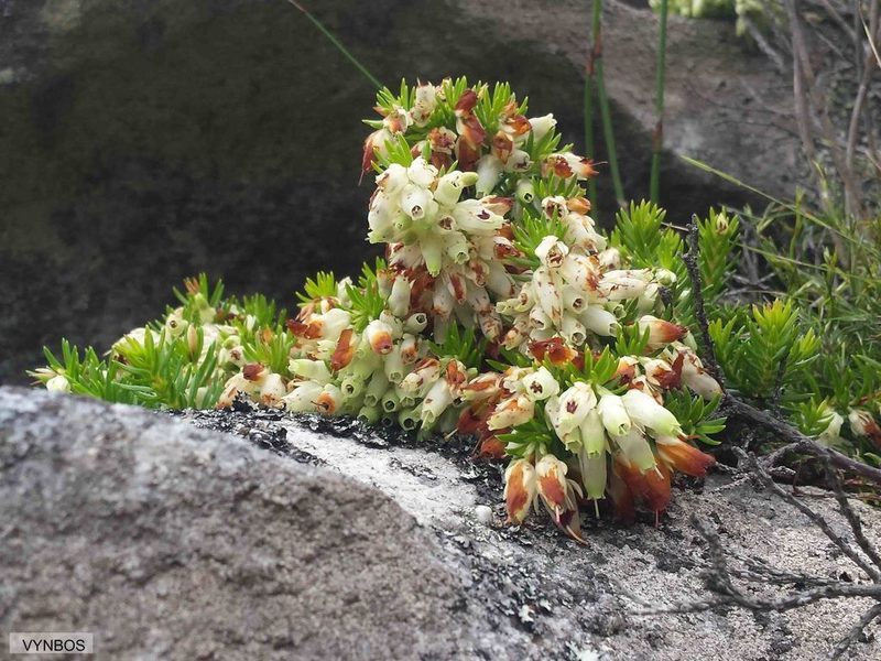 Erica sociorum, photographed by Chris Vynbos