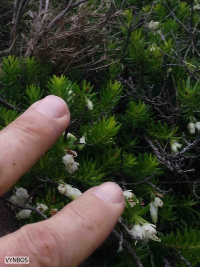 Erica sociorum, photographed by Chris Vynbos