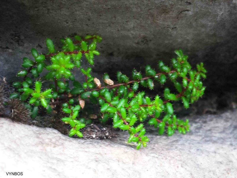 Erica utriculosa, photographed by Chris Vynbos