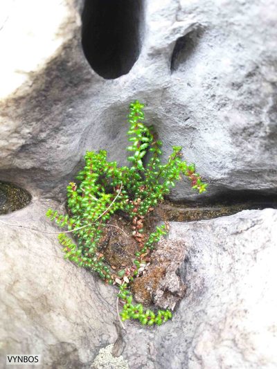 Erica utriculosa, photographed by Chris Vynbos