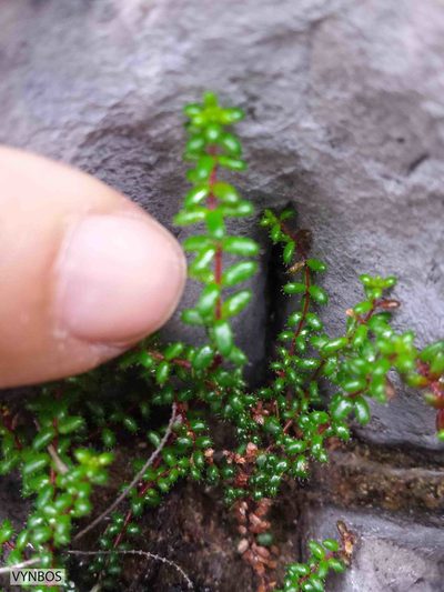 Erica utriculosa, photographed by Chris Vynbos