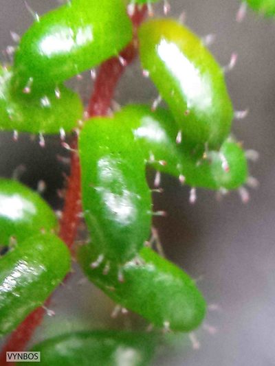 Erica utriculosa, photographed by Chris Vynbos