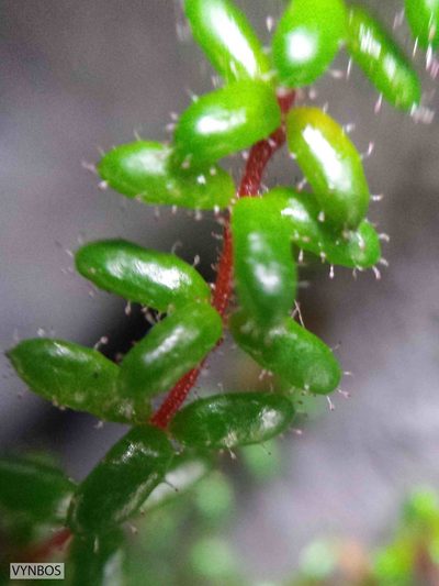 Erica utriculosa, photographed by Chris Vynbos