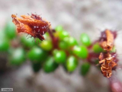Erica utriculosa, photographed by Chris Vynbos