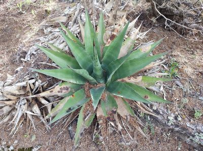 Agave gentryi, photographed by Rogelio Reyna-Hernández