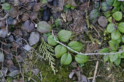 Gaultheria ovatifolia, photographed by Eric Knight