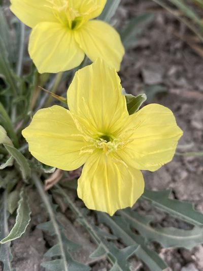 Oenothera flava, photographed by Matt Berger
