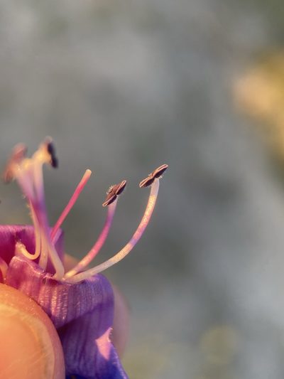 Penstemon subglaber, photographed by Matt Berger