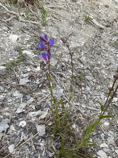 Penstemon subglaber, photographed by Matt Berger