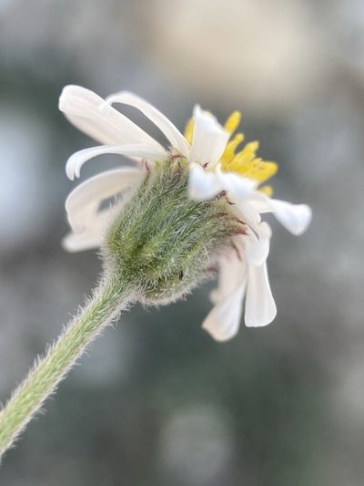 Erigeron untermannii, photographed by Matt Berger