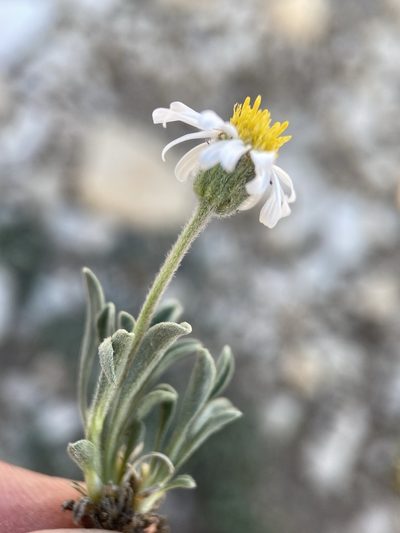 Erigeron untermannii, photographed by Matt Berger