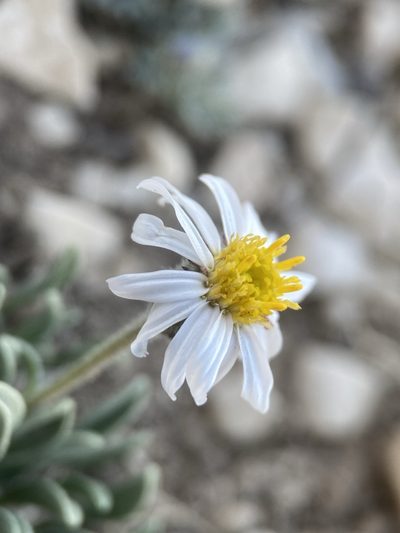 Erigeron untermannii, photographed by Matt Berger
