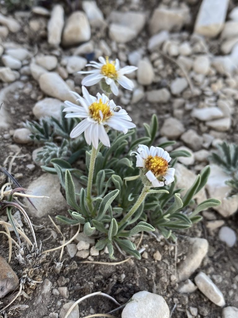Erigeron untermannii, photographed by Matt Berger
