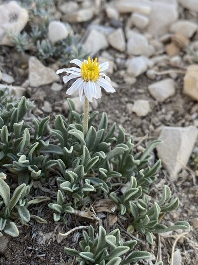 Erigeron untermannii, photographed by Matt Berger