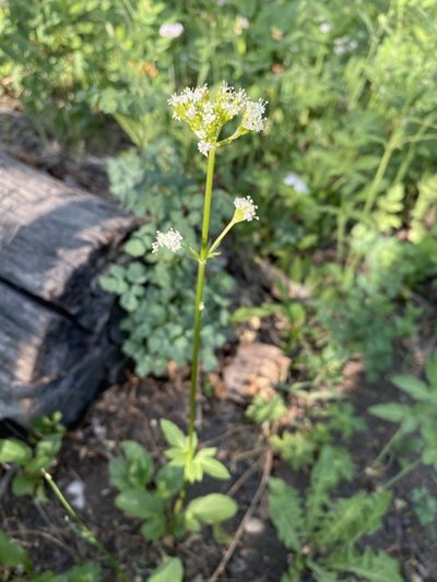 Valeriana occidentalis, photographed by Matt Berger