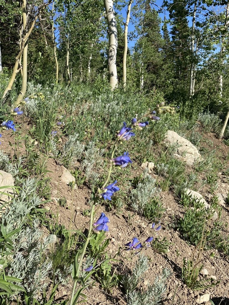 Penstemon subglaber, photographed by Matt Berger