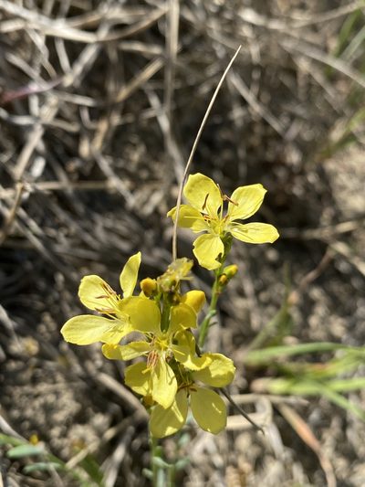 Linum kingii, photographed by Matt Berger