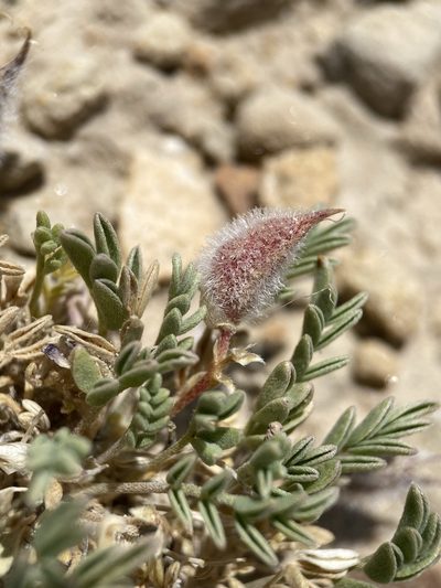 Astragalus pubentissimus, photographed by Matt Berger