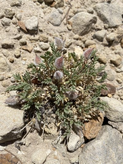 Astragalus pubentissimus, photographed by Matt Berger