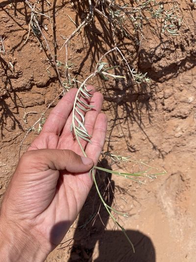 Eriogonum leptocladon, photographed by Matt Berger