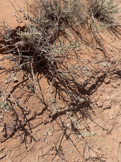 Eriogonum leptocladon, photographed by Matt Berger
