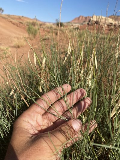 Astragalus lonchocarpus, photographed by Matt Berger