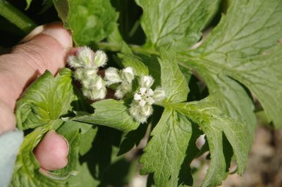 Hydrophyllum fendleri, photographed by Eric Knight