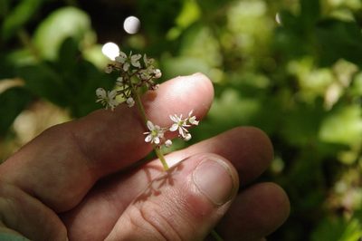 Micranthes nelsoniana, photographed by Eric Knight