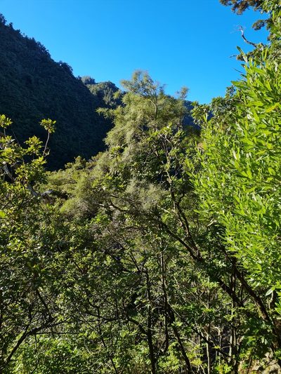Sophora longicarinata, photographed by gnapp