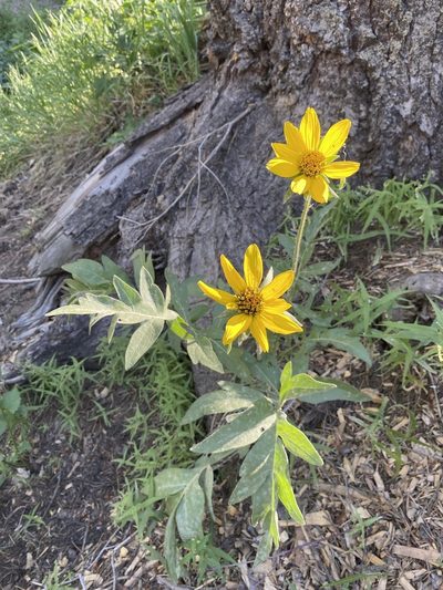 Balsamorhiza macrophylla, photographed by Matt Berger