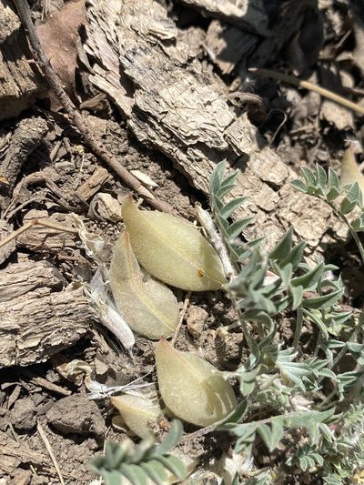 Astragalus argophyllus, photographed by Matt Berger