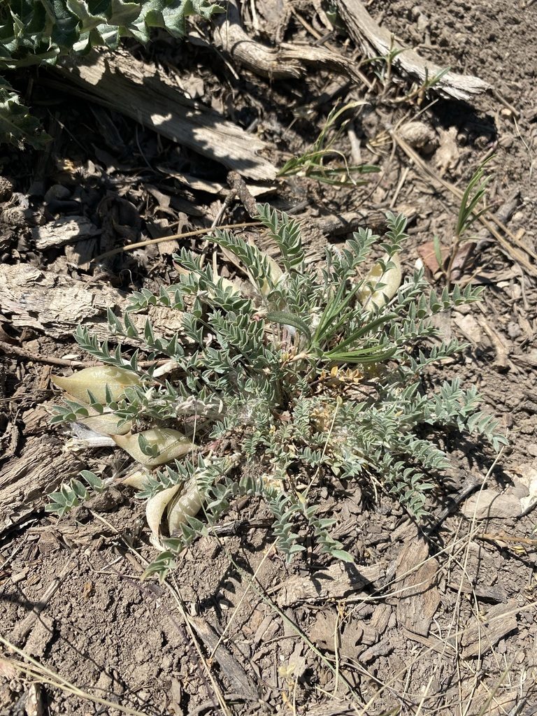 Astragalus argophyllus, photographed by Matt Berger