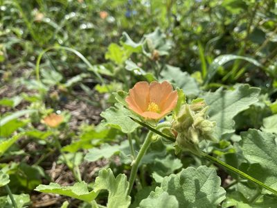 Sphaeralcea lindheimeri, photographed by Reid Hardin