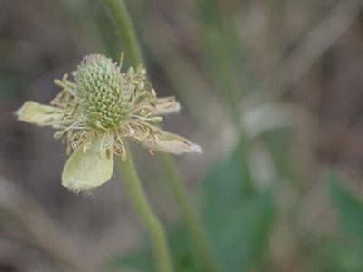 Anemone cylindrica, photographed by Mary Krieger