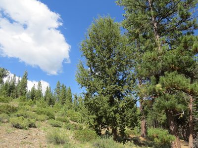 Juniperus grandis, photographed by Garth Harwood